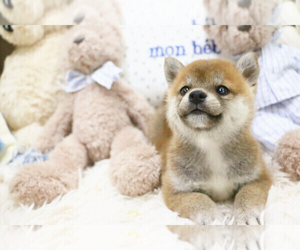 Medium Photo #2 Shiba Inu Puppy For Sale in HILO, HI, USA