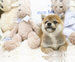 Small Photo #2 Shiba Inu Puppy For Sale in HILO, HI, USA