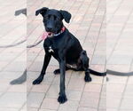 Small #2 Labrador Retriever Mix