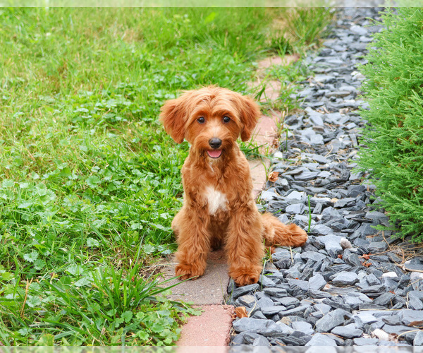 Medium Photo #4 Cavapoo (Miniature) Puppy For Sale in SYRACUSE, IN, USA