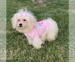 Small Photo #3 Maltese Puppy For Sale in BREA, CA, USA
