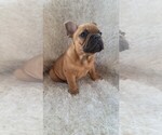 Small Photo #1 French Bulldog Puppy For Sale in AUBURN, WA, USA