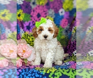 English Springer Spaniel-Poodle (Miniature) Mix Puppy for sale in LINCOLN UNIVERSITY, PA, USA