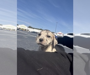 Presa Canario Puppy for sale in LITHONIA, GA, USA
