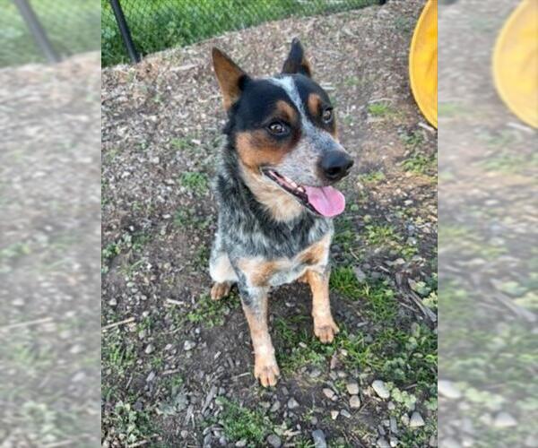 Medium Photo #1 Texas Heeler-Unknown Mix Puppy For Sale in Santa Cruz, CA, USA