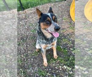 Texas Heeler-Unknown Mix Dogs for adoption in Santa Cruz, CA, USA
