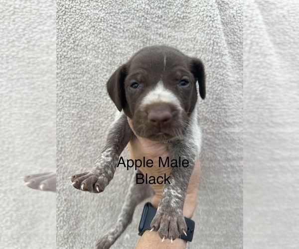 Medium Photo #4 German Shorthaired Pointer Puppy For Sale in GREENVILLE, SC, USA