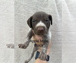 Small #3 German Shorthaired Pointer