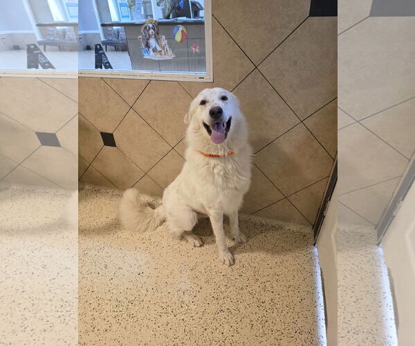 Medium Photo #12 Great Pyrenees-Unknown Mix Puppy For Sale in Houston, TX, USA