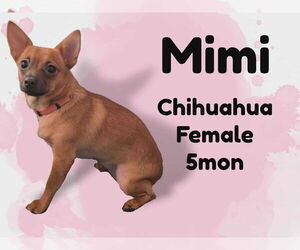 Chihuahua-Unknown Mix Dogs for adoption in Anchorage, AK, USA