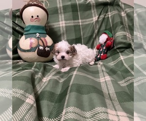 Mal-Shi Puppy for sale in BENSON, NC, USA