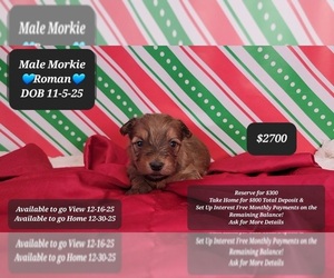 Morkie Puppy for sale in TUCSON, AZ, USA
