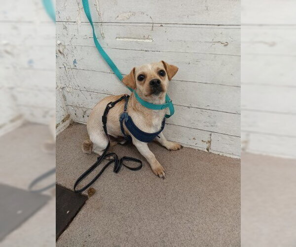 Medium Photo #1 Chihuahua-Unknown Mix Puppy For Sale in San Bernardino, CA, USA