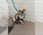 Small Chihuahua Mix
