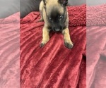 Small Photo #51 Belgian Malinois Puppy For Sale in REESEVILLE, WI, USA