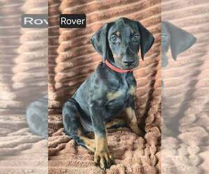 Doberman Pinscher Puppy for sale in POMEROY, OH, USA