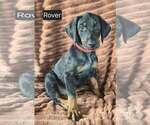 Small Doberman Pinscher
