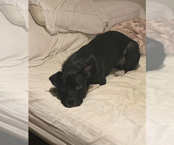 Medium Photo #14 Labrador Retriever-Unknown Mix Puppy For Sale in Doylestown, PA, USA