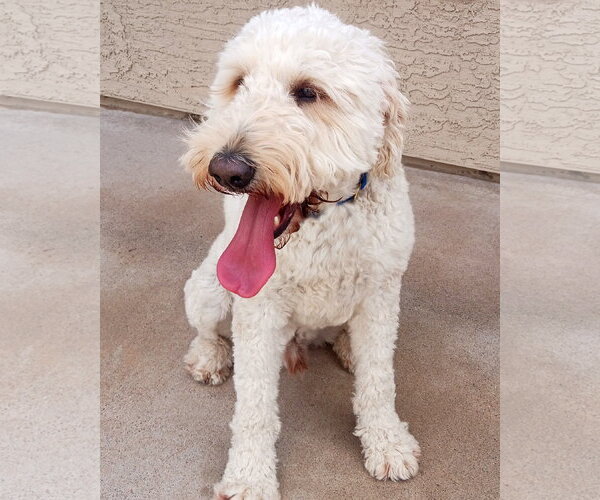 Medium Photo #2 Goldendoodle Puppy For Sale in Glendale , AZ, USA