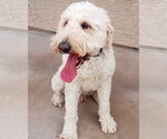 Small Photo #2 Goldendoodle Puppy For Sale in Glendale , AZ, USA
