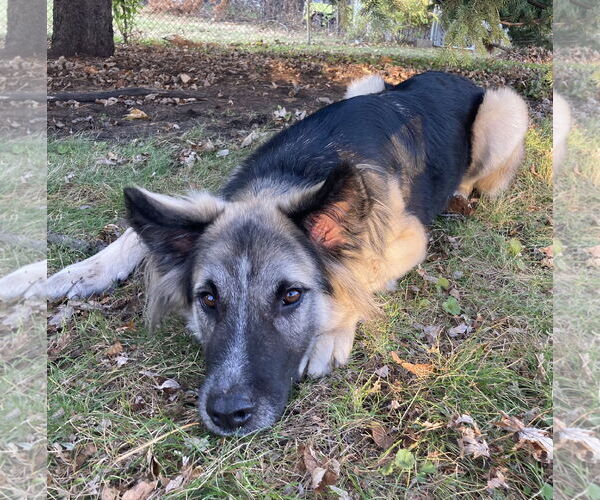 Medium Photo #4 Mutt Puppy For Sale in Brooklyn Center, MN, USA
