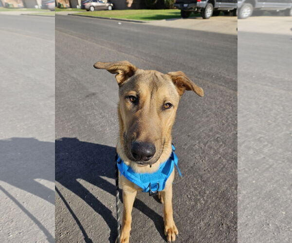 Medium Photo #7 Collie-Unknown Mix Puppy For Sale in Fort Worth, TX, USA