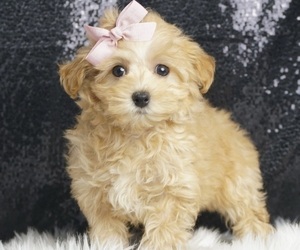 Maltipoo Puppy for Sale in WARSAW, Indiana USA