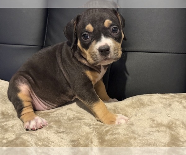 Medium Photo #12 American Bully Puppy For Sale in BOLIVAR, MO, USA