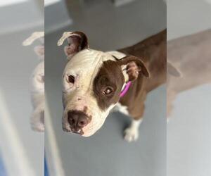 American Pit Bull Terrier-Unknown Mix Dogs for adoption in Visalia, CA, USA