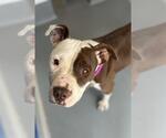 Small American Pit Bull Terrier Mix
