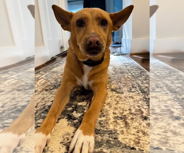 Medium Photo #5 Carolina Dog-Unknown Mix Puppy For Sale in White Bluff, TN, USA