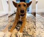 Small #4 Carolina Dog Mix