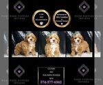Small #1 Poodle (Miniature)