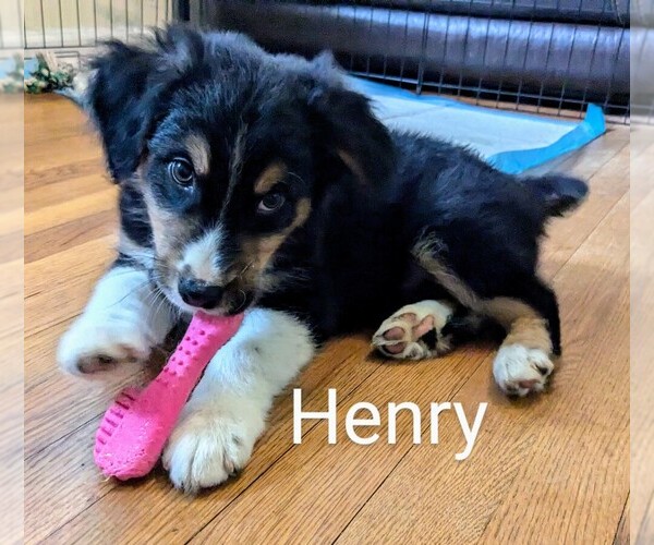 Medium Photo #6 Australian Shepherd Puppy For Sale in PAMPLIN, VA, USA