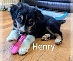 Small Photo #6 Australian Shepherd Puppy For Sale in PAMPLIN, VA, USA