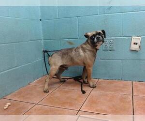 Pug Dogs for adoption in Downey, CA, USA