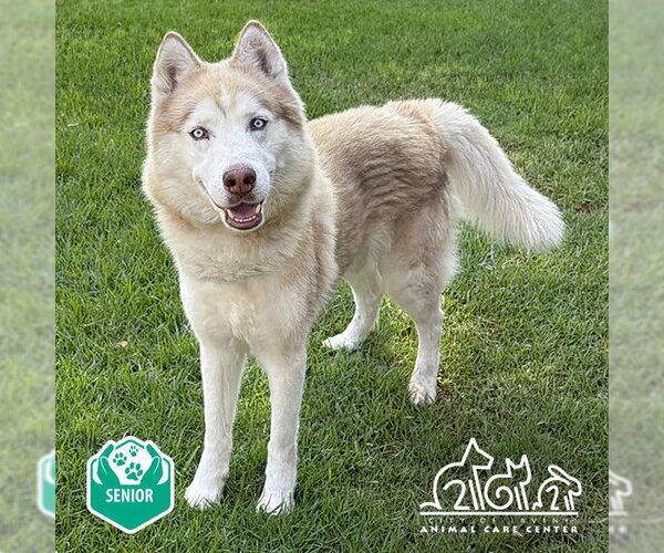 Medium Photo #1 Siberian Husky Puppy For Sale in Irvine, CA, USA