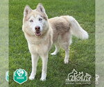 Small Siberian Husky