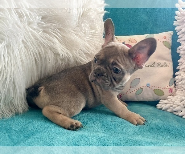 Medium Photo #29 French Bulldog Puppy For Sale in POMONA, CA, USA