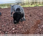 Puppy Puppy 8 German Shorthaired Pointer