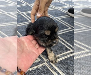 Cocker Spaniel Puppy for sale in HODGENVILLE, KY, USA