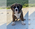 Small Photo #2 Boxer Puppy For Sale in BEECH GROVE, IN, USA