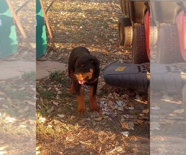 Medium Photo #5 Rottweiler Puppy For Sale in NEW LONDON, MO, USA