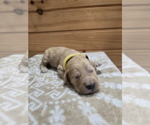 Goldendoodle Puppy for sale in WILLIAMSTOWN, KY, USA