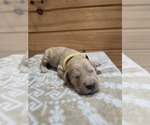 Image preview for Ad Listing. Nickname: Butterscotch