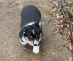 Small Photo #2 Cardigan Welsh Corgi Puppy For Sale in ROCKDALE, TX, USA