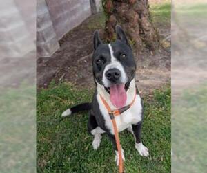 BUDDY - Male Akita-Unknown Mix Dog for Adoption - Photo #2