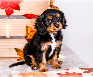 Medium Cavalier King Charles Spaniel