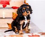 Puppy 2 Cavalier King Charles Spaniel