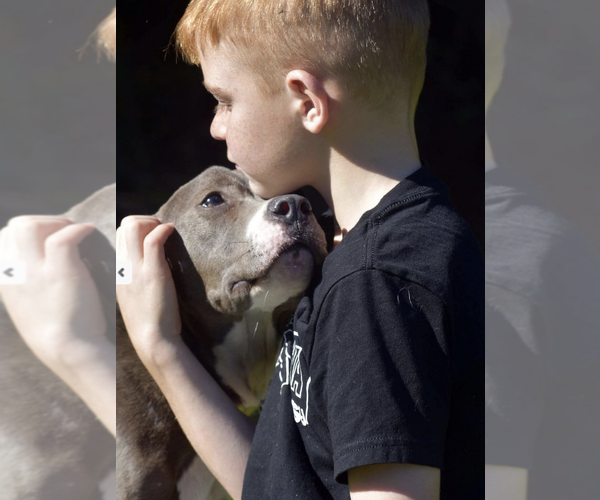 Medium Photo #2 Mutt Puppy For Sale in Mount Laurel, NJ, USA